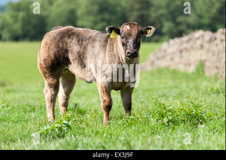 Commerciale di giovani vitelli da macello in pascolo. Cumbria, Regno Unito. Foto Stock