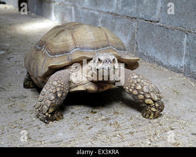 Gigante africano Tartaruga Sulcata a Hesketh Farm Park, Bolton Abbey, nello Yorkshire, Regno Unito. Sansone e Dalila Foto Stock