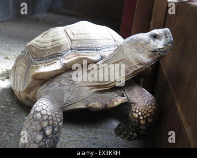 Gigante africano Tartaruga Sulcata a Hesketh Farm Park, Bolton Abbey, nello Yorkshire, Regno Unito. Sansone e Dalila Foto Stock