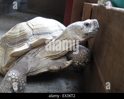 Gigante africano Tartaruga Sulcata a Hesketh Farm Park, Bolton Abbey, nello Yorkshire, Regno Unito. Sansone e Dalila Foto Stock