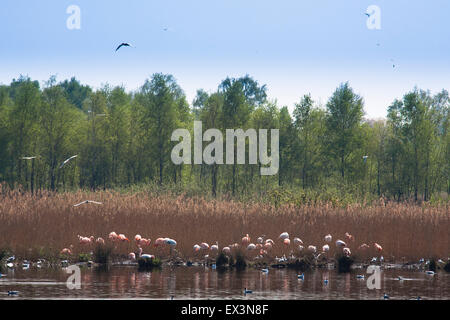 DEU, in Germania, in Renania settentrionale-Vestfalia, Muensterland, regione, la riserva naturale Zwillbrocker Venn in Vreden-Zwillbrock [l'Zwill Foto Stock
