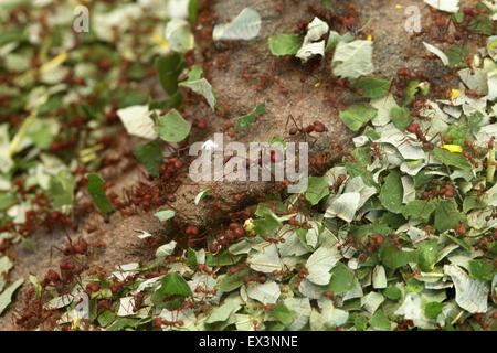 Leafcutter formiche (Atta sexdens) presso lo Zoo di Francoforte in Frankfurt am Main, Hesse, Germania. Foto Stock