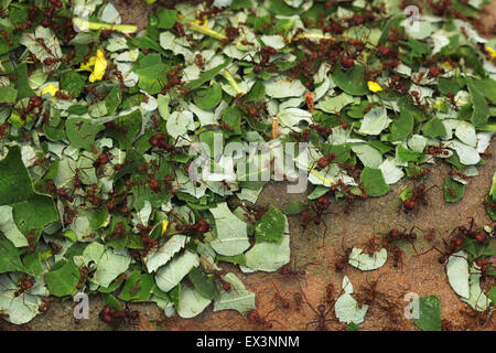 Leafcutter formiche (Atta sexdens) presso lo Zoo di Francoforte in Frankfurt am Main, Hesse, Germania. Foto Stock