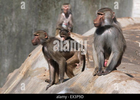 I babbuini Hamadryas (Papio hamadryas) presso lo Zoo di Francoforte in Frankfurt am Main, Hesse, Germania. Foto Stock