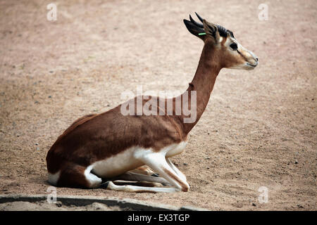 Mhorr gazelle (Nanger dama mhorr) presso lo Zoo di Francoforte in Frankfurt am Main, Hesse, Germania. Foto Stock