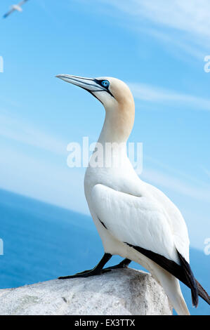 La colonia Morus Bassanus, Northern Gannet, Isole Saltee ,l'Irlanda, Europa Foto Stock