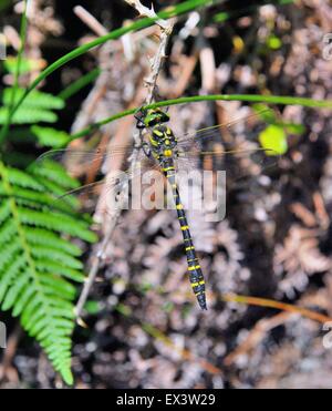 La libellula di falegname meridionale (Aeshna cyanea) nel bosco, luglio, Regno Unito Foto Stock