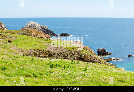 Isole Saltee costa nel periodo estivo, County Wexford, Irlanda Irlanda Europa Foto Stock