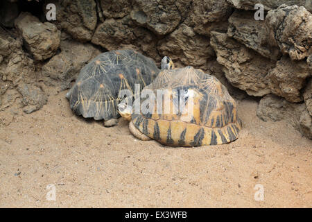 Irradiata tartaruga (Astrochelys radiata) presso lo Zoo di Francoforte in Frankfurt am Main, Hesse, Germania. Foto Stock