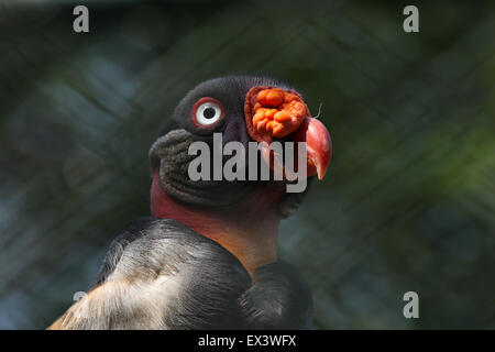 King Vulture (Sarcoramphus papa) presso lo Zoo di Francoforte in Frankfurt am Main, Hesse, Germania. Foto Stock