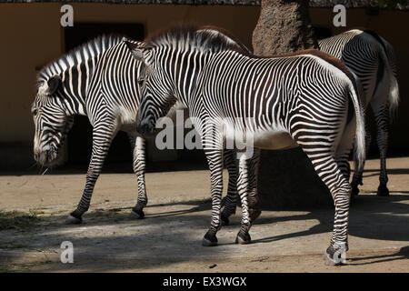 Di Grevy zebra (Equus grevyi), noto anche come la zebra imperiale presso lo Zoo di Francoforte in Frankfurt am Main, Hesse, Germania. Foto Stock