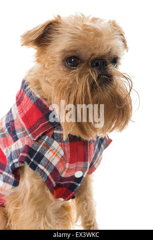 Cane di razza Bruxelles Griffon in flanella camicia, isolato su bianco. Foto Stock