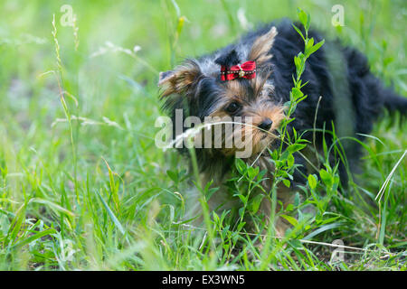 Cucciolo di Yorkshire Terrier passeggiate nel parco su erba verde Foto Stock