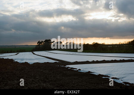 Il vello agricoli di copertura del raccolto di patata, Bawdsey, Suffolk, Regno Unito. Foto Stock