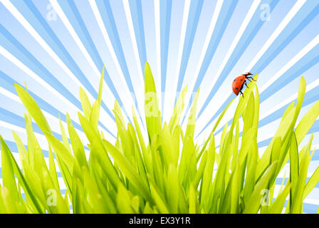 Ladybug seduti su un prato verde Foto Stock