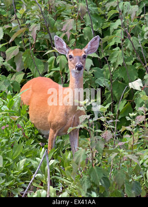 White-Tailed Deer in Marsh Foto Stock