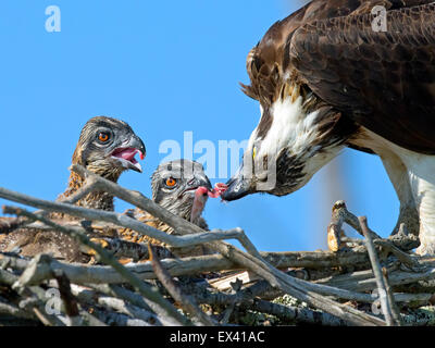 Osprey alimentando i suoi giovani pulcini Foto Stock