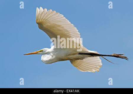 Airone bianco maggiore in volo Foto Stock