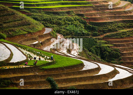 Gli agricoltori di piantare il riso in terrazze risoni tra Sapa e di Lao Cai nel Vietnam del nord durante la stagione delle piogge. Foto Stock