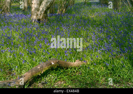 Bluebells inglese in Cambridgeshire woodland Foto Stock