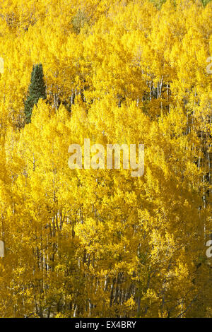 Aspens in caduta lungo Washington Gulch Road, Crested Butte, Colorado, STATI UNITI D'AMERICA Foto Stock