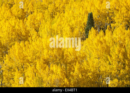 Aspens in caduta lungo Washington Gulch Road, Crested Butte, Colorado, STATI UNITI D'AMERICA Foto Stock