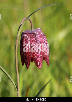 Testa di serpenti, Fritillary Fritillaria meleagris, liliacee. Foto Stock