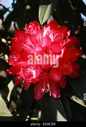 Il Rododendro arboreo, Rhododendron arboreum, Ericaceae. Asia temperata. Foto Stock