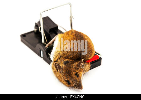 Mouse catturati in mousetrap topi morti intrappolati uccisi collo spezzato spazio copia copyspace sfondo bianco Foto Stock