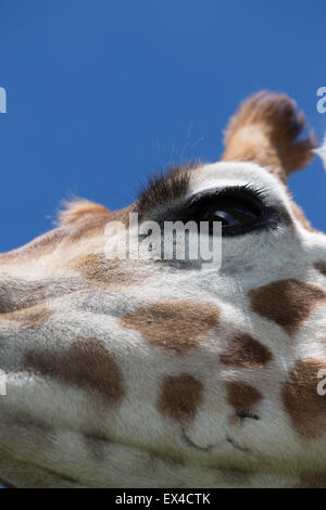 A chiudere l'immagine di un occhio le giraffe e ciglia con cielo blu sullo sfondo Foto Stock