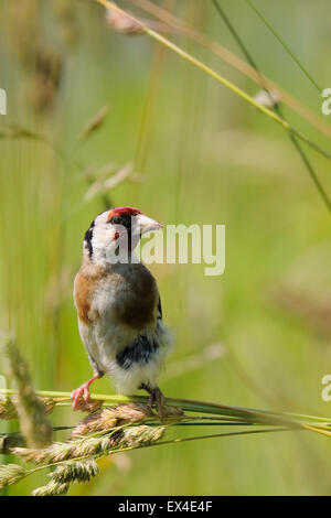 Cardellino europeo cercando per i semi nel luglio erba Foto Stock