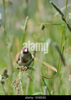 Cardellino europeo cercando per i semi nel luglio erba Foto Stock