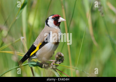 Cardellino europeo cercando per i semi nel luglio erba Foto Stock