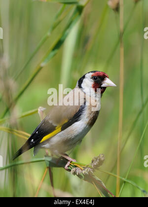 Cardellino europeo cercando per i semi nel luglio erba Foto Stock