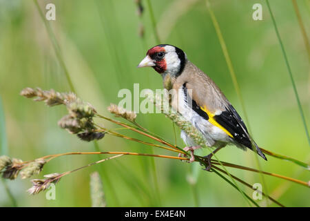 Cardellino europeo cercando per i semi nel luglio erba Foto Stock