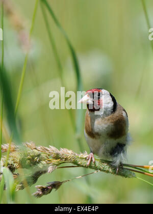 Cardellino europeo cercando per i semi nel luglio erba Foto Stock