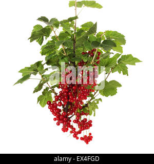 Il ramo di corrente rosso isolato su uno sfondo bianco. Foto Stock