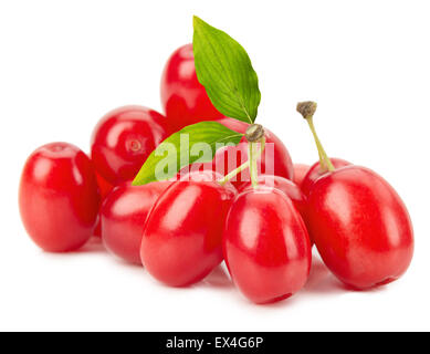 Il sanguinello con foglie isolate su uno sfondo bianco. Foto Stock