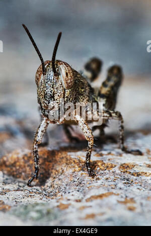 Le piccole larve di locuste nel giardino estivo Foto Stock