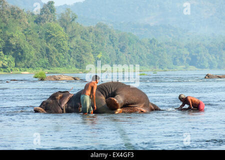 Bagno dell'elefante Foto Stock