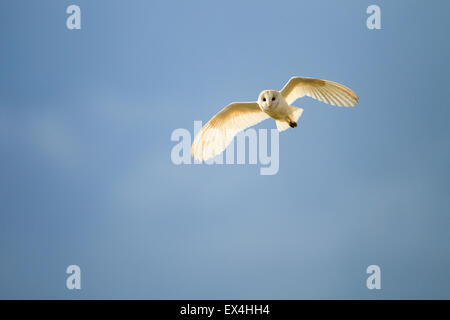 Wild barbagianni caccia sulla Norfolk marsh (Tyto alba) - REGNO UNITO Foto Stock