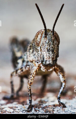 Le piccole larve di locuste nel giardino estivo Foto Stock