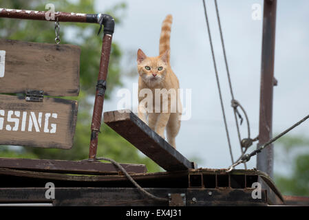 Pioneer Days Festival nella piccola North Florida cittadina di molle di alta. Foto Stock