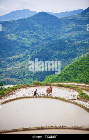 Asian agricoltore lavora su terrazzamenti campo di riso Foto Stock