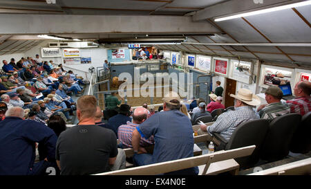 Lexington mercato del bestiame, Nebraska, STATI UNITI D'AMERICA Foto Stock