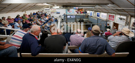 Lexington mercato del bestiame, Nebraska, STATI UNITI D'AMERICA Foto Stock