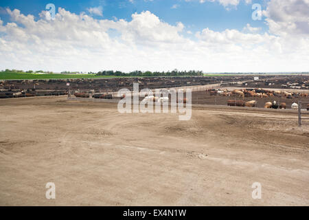 Carni bovine Feedyard vicino a North Platt, Nebraska, STATI UNITI D'AMERICA Foto Stock