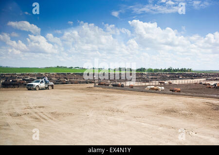 Carni bovine Feedyard vicino a North Platt, Nebraska, STATI UNITI D'AMERICA Foto Stock