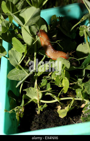 Un cheeky slug raffigurato corrodono un pisello piante vegetali in un vaso da giardino a Chichester, West Sussex, Regno Unito. Foto Stock