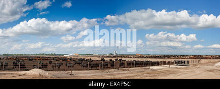 Carni bovine Feedyard vicino a North Platt, Nebraska, STATI UNITI D'AMERICA Foto Stock